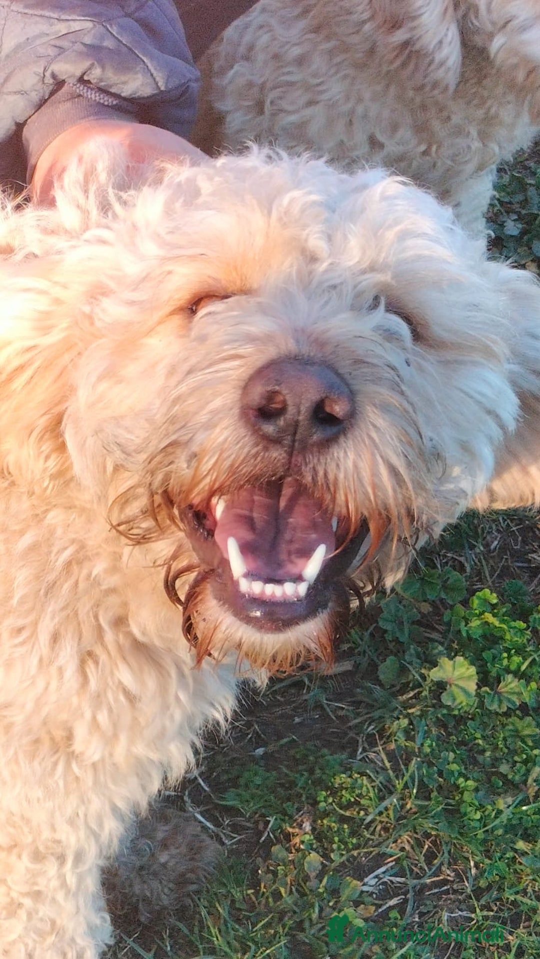 Lagotto cani in regalo: FIOCCHINO - Annuncio 9