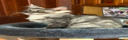 Maine Coon gatti in vendita: Gattini Maine Coon - Annuncio 22
