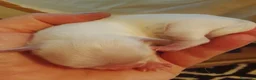 Maltese cani in vendita: Maltese linea coreana  - Annuncio 3