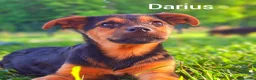 Meticcio cani in regalo: 8 CUCCIOLI CERCANO AMORE! Tg media, dolcissimi! - Annuncio 12