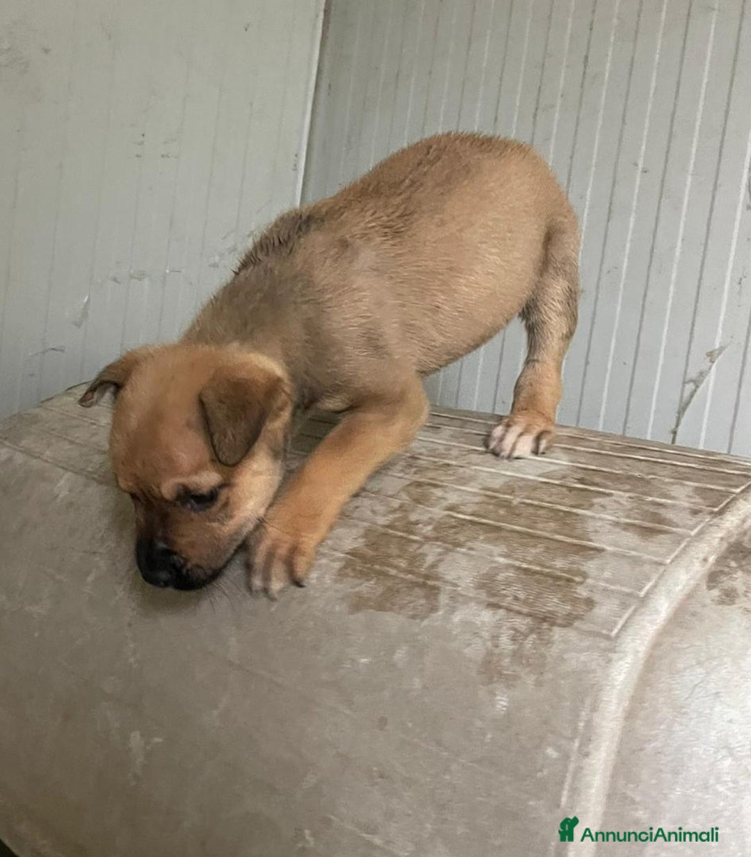 Meticcio cani in regalo: IL FANTASTICO MUFFF - Annuncio 6