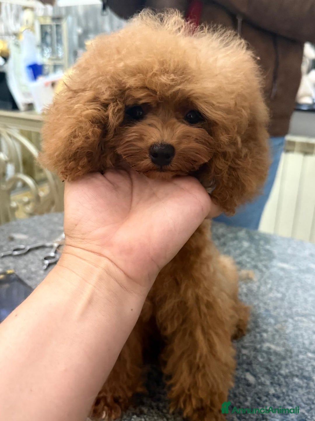 Barboncino Toy cani in vendita: Barboncino mini toy  - Annuncio 1