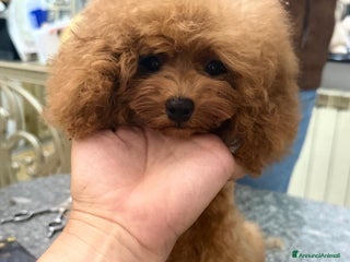 Barboncino Toy cani Barboncino mini toy - Annuncio 13