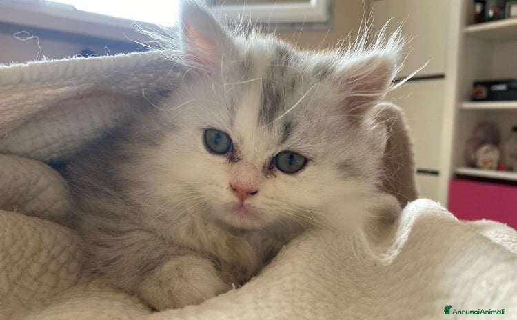 Persiano gatti in vendita a Provincia di Reggio Emilia - Annuncio 2