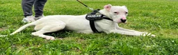Dogo Argentino cani in regalo: ALBINO DOGO - Annuncio 4