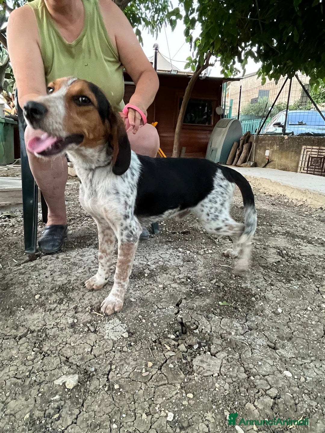 Meticcio cani in regalo: Mix Beagle 2anni kg12aspetta ancora.ok gatti.SICIL a Città metropolitana di Milano - Annuncio 6