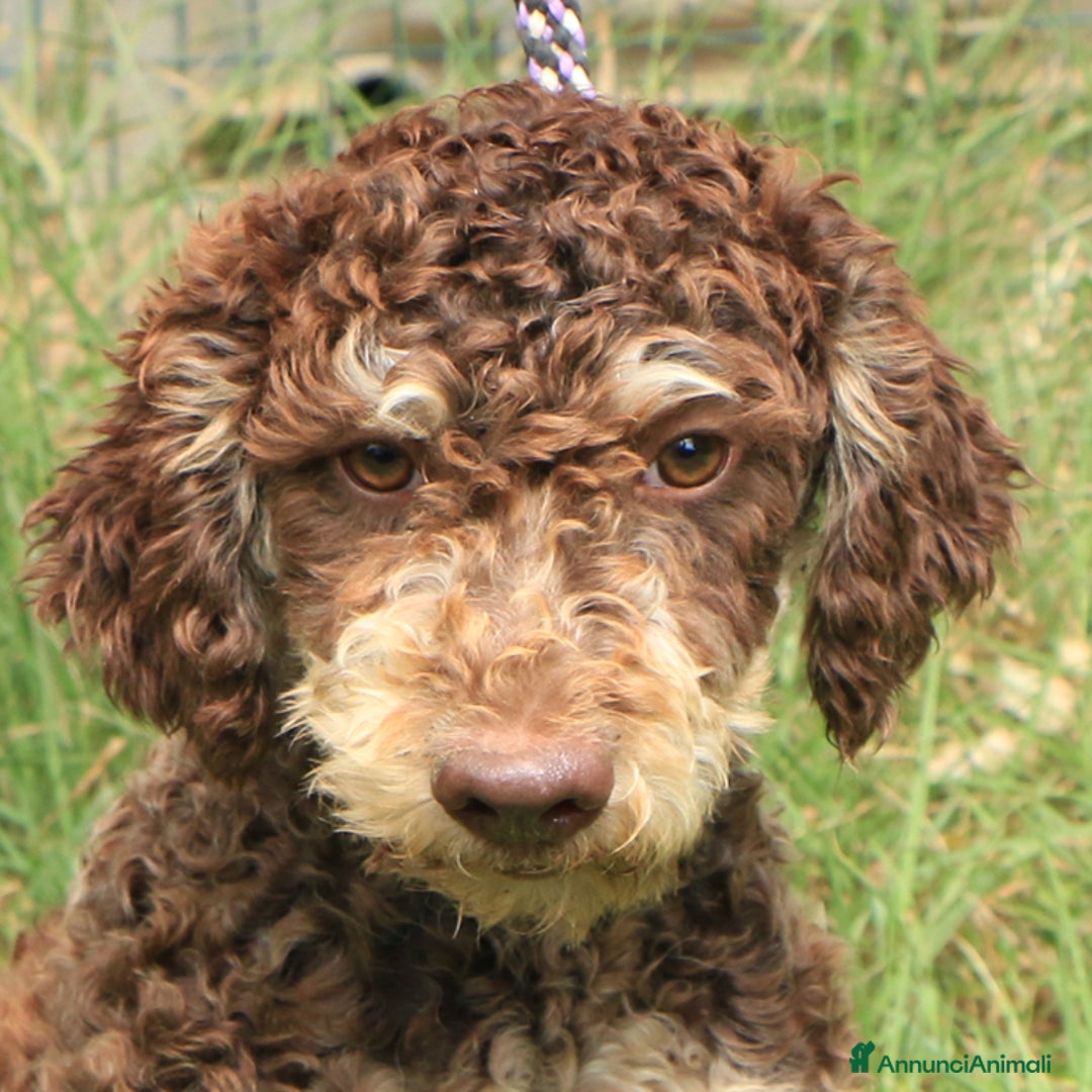 Lagotto cani in vendita: Lagotto romagnolo - maschio giovane 1 a Provincia di Ravenna - Annuncio 2