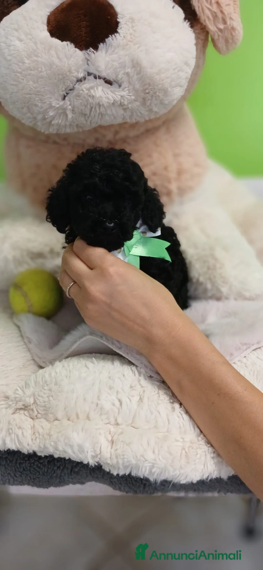 Barboncino Toy cani in vendita: Cuccioli barbone toy - Annuncio 1