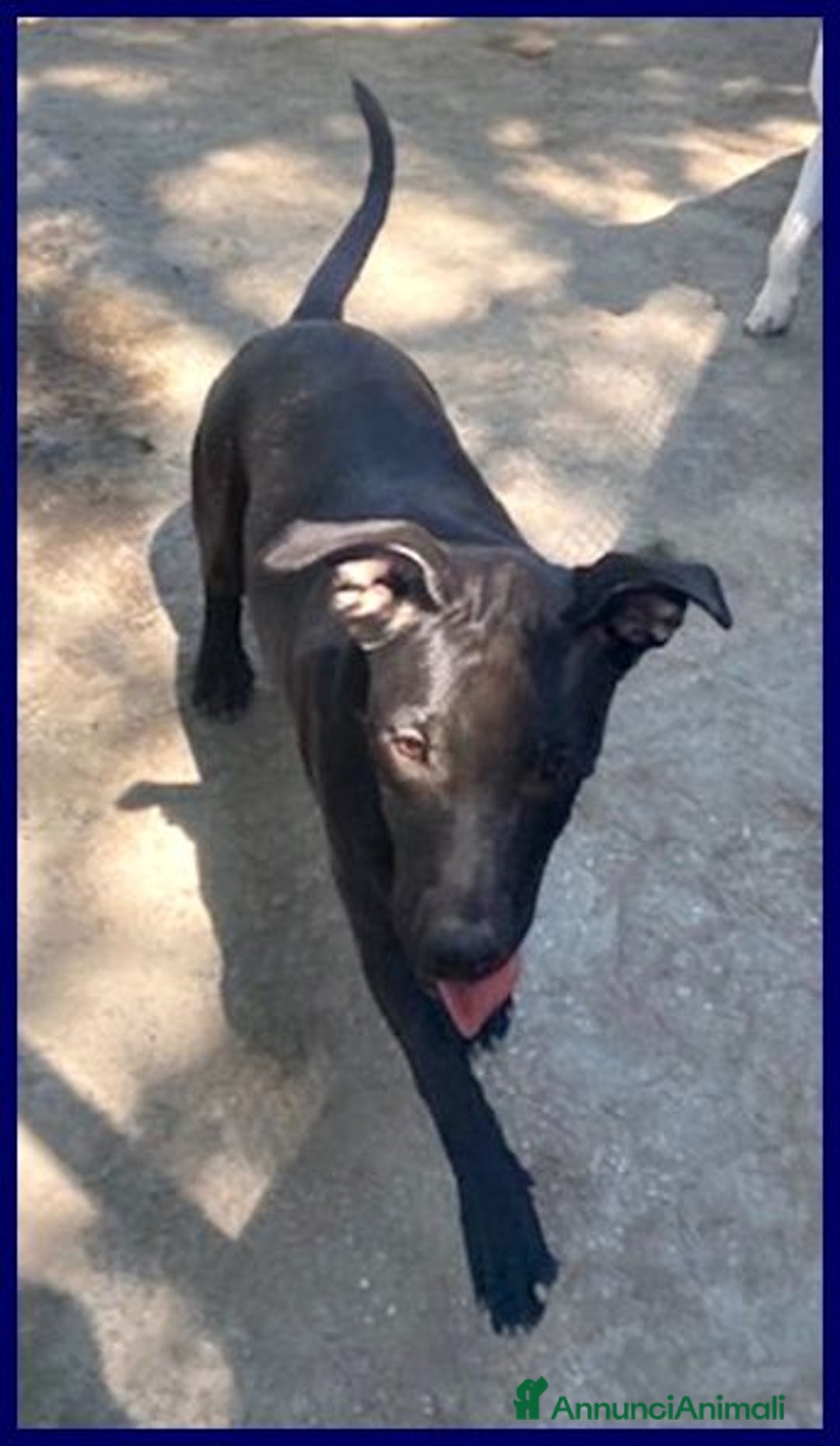 Meticcio cani in regalo: Adorabile ZEUDI tg contenuta - Annuncio 3