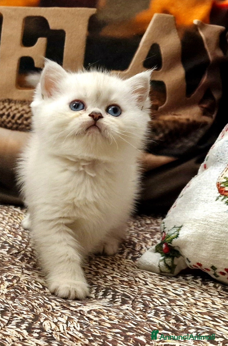 British gatti British shorthair e longhair  - Annuncio 4