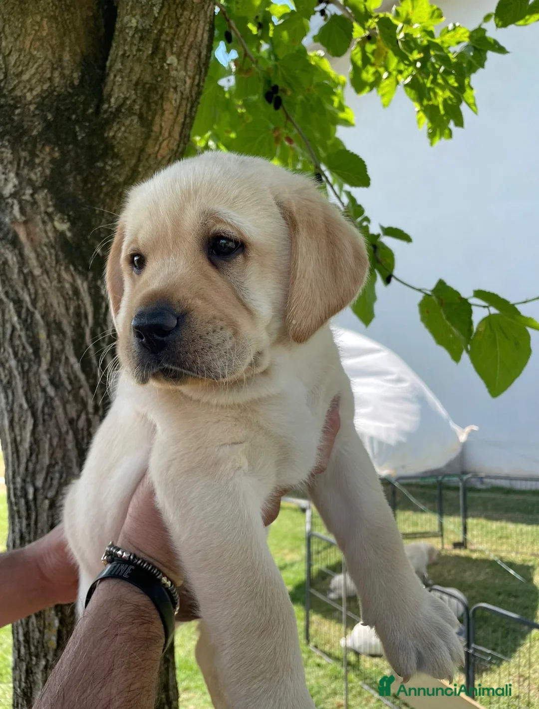 Labrador cani in vendita: Cuccioli Labrador Gialli  - Annuncio 1