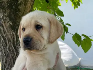 Labrador cani Cuccioli Labrador Gialli - Annuncio 2