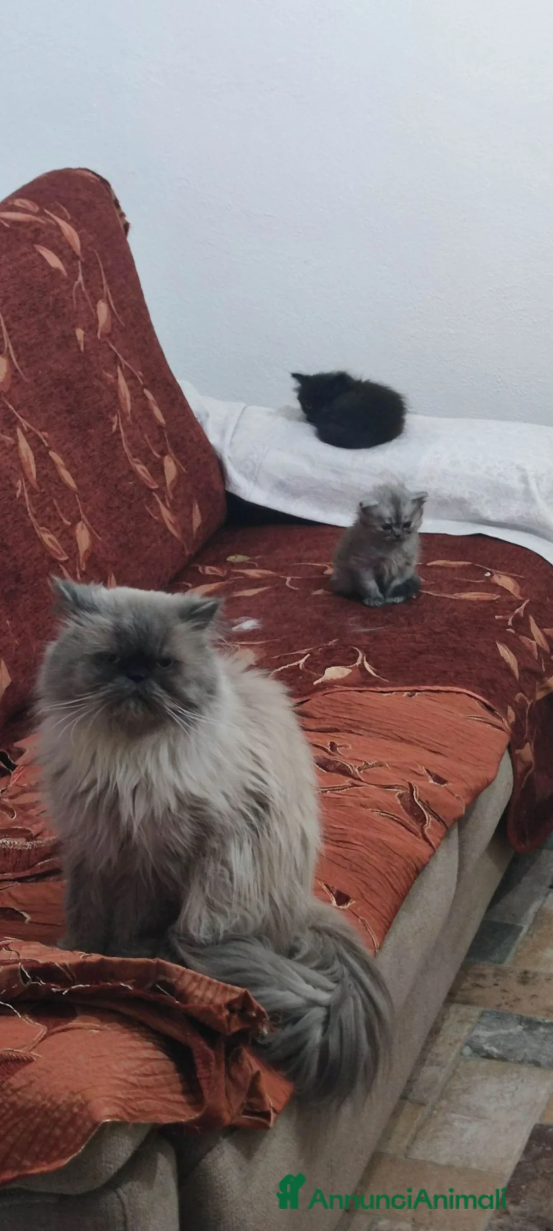 Persiano gatti in vendita: Persiano - Annuncio 5