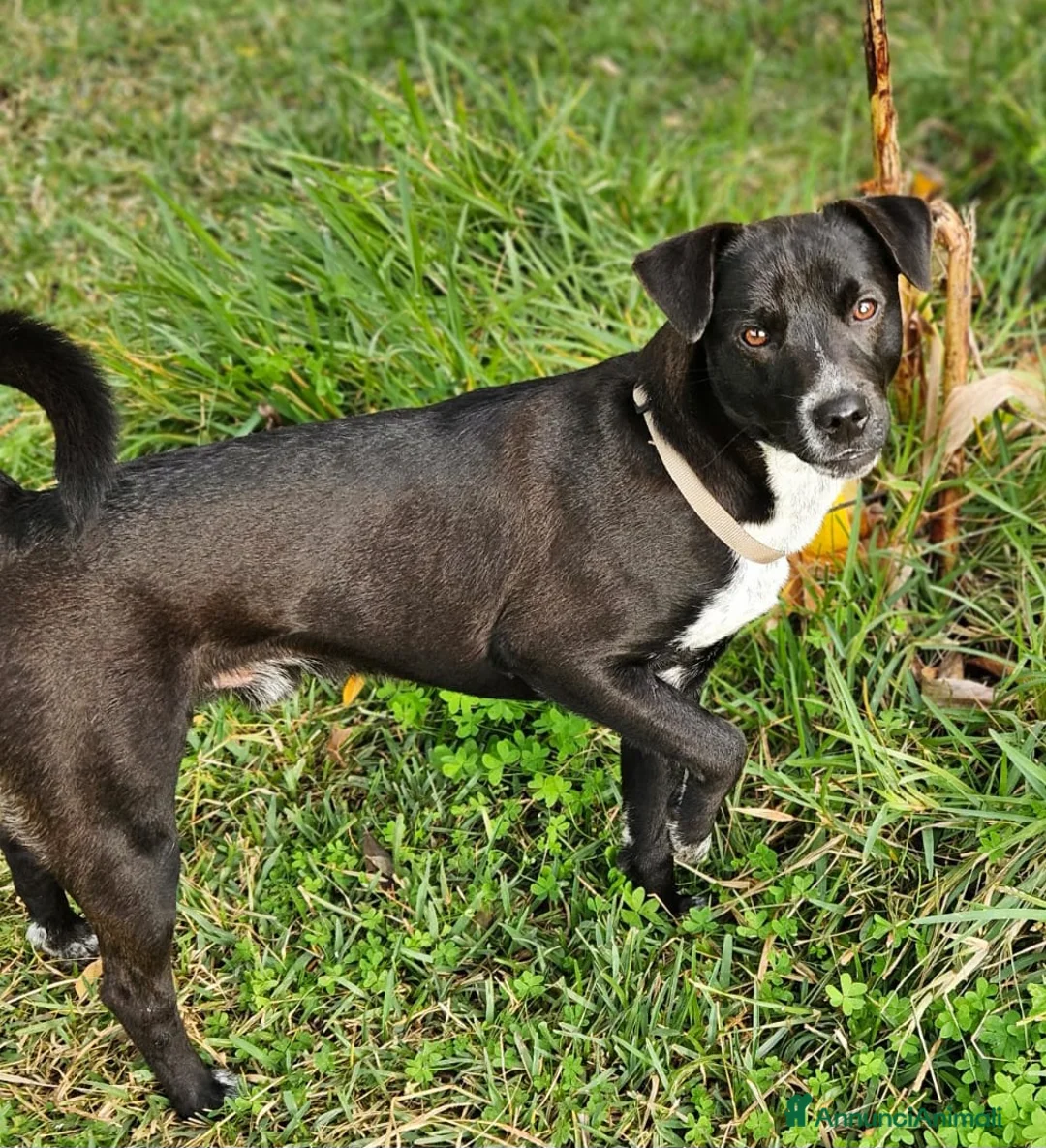 Meticcio cani in regalo: CUCCIOLO MICKY - Annuncio 2