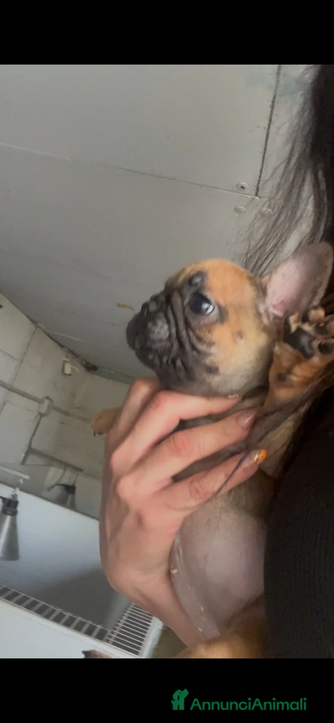 Bulldog Francese cani in vendita: Ultima cucciola bulldog femmina  - Annuncio 4