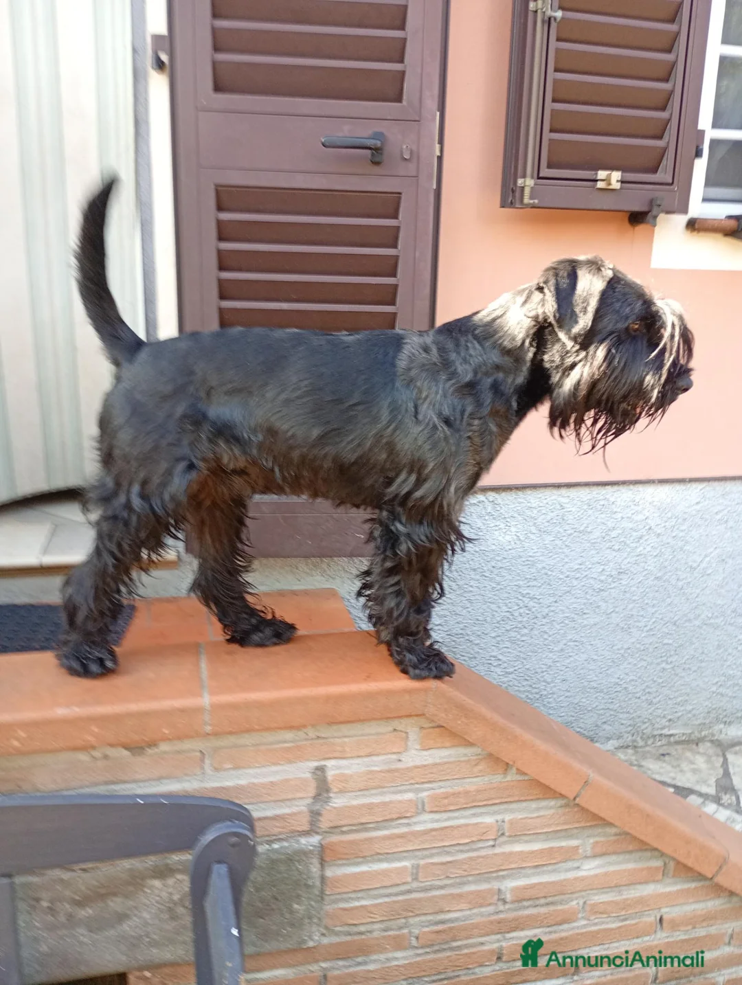Schnauzer cani in regalo: Lui è Rock un giovane schnauzer medio  - Annuncio 3