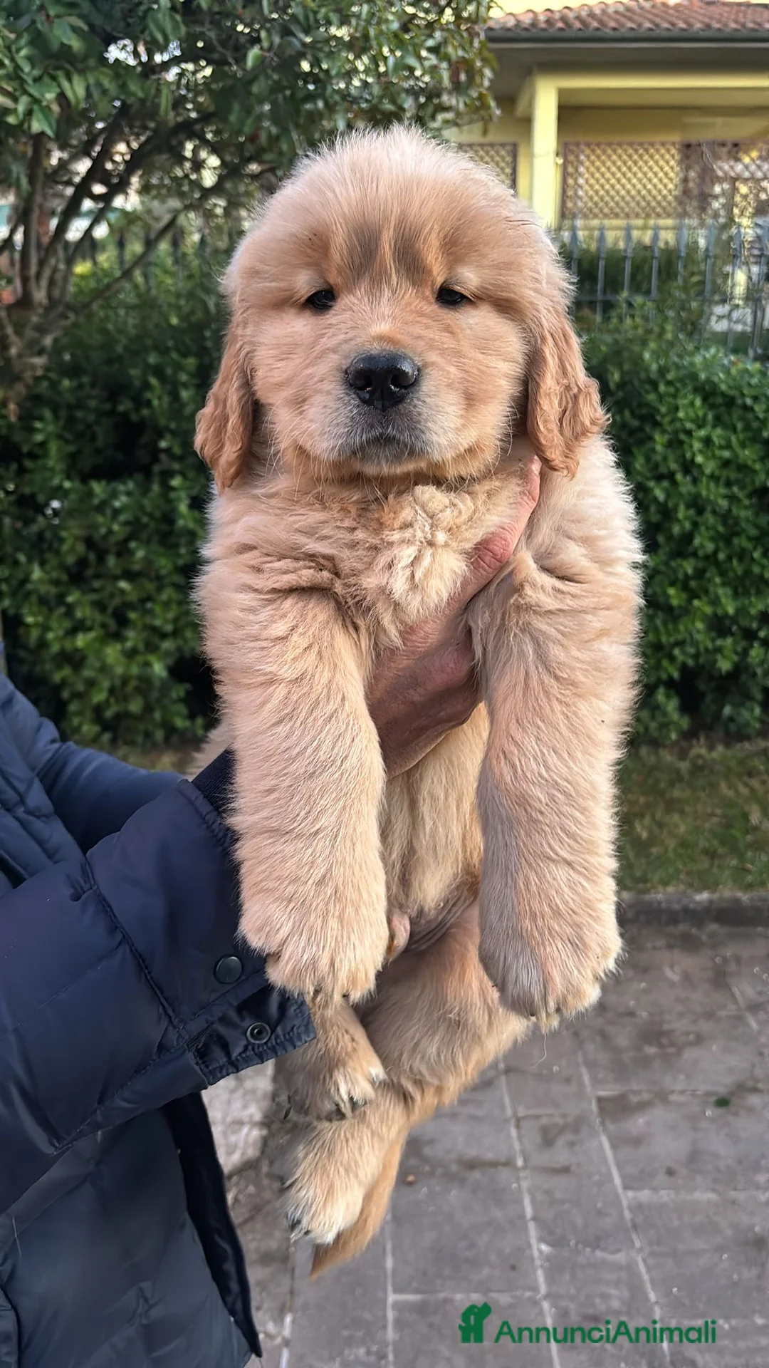 Golden Retriever cani in vendita: Golden Retriever cuccioli americani 90% - Annuncio 7