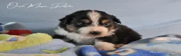 Australian Shepherd cani in vendita: Cuccioli pastore australiano  - Annuncio 6