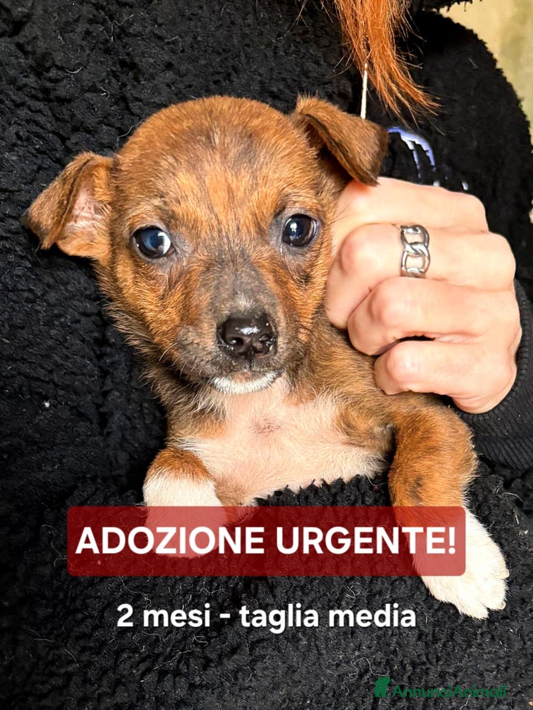 Meticcio cani in regalo: KIKO💙-cucciolo futura taglia media cerca casa🙏🏻 - Annuncio 1