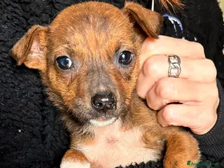 Meticcio cani KIKO💙-cucciolo futura taglia media cerca casa🙏🏻 - Annuncio 41