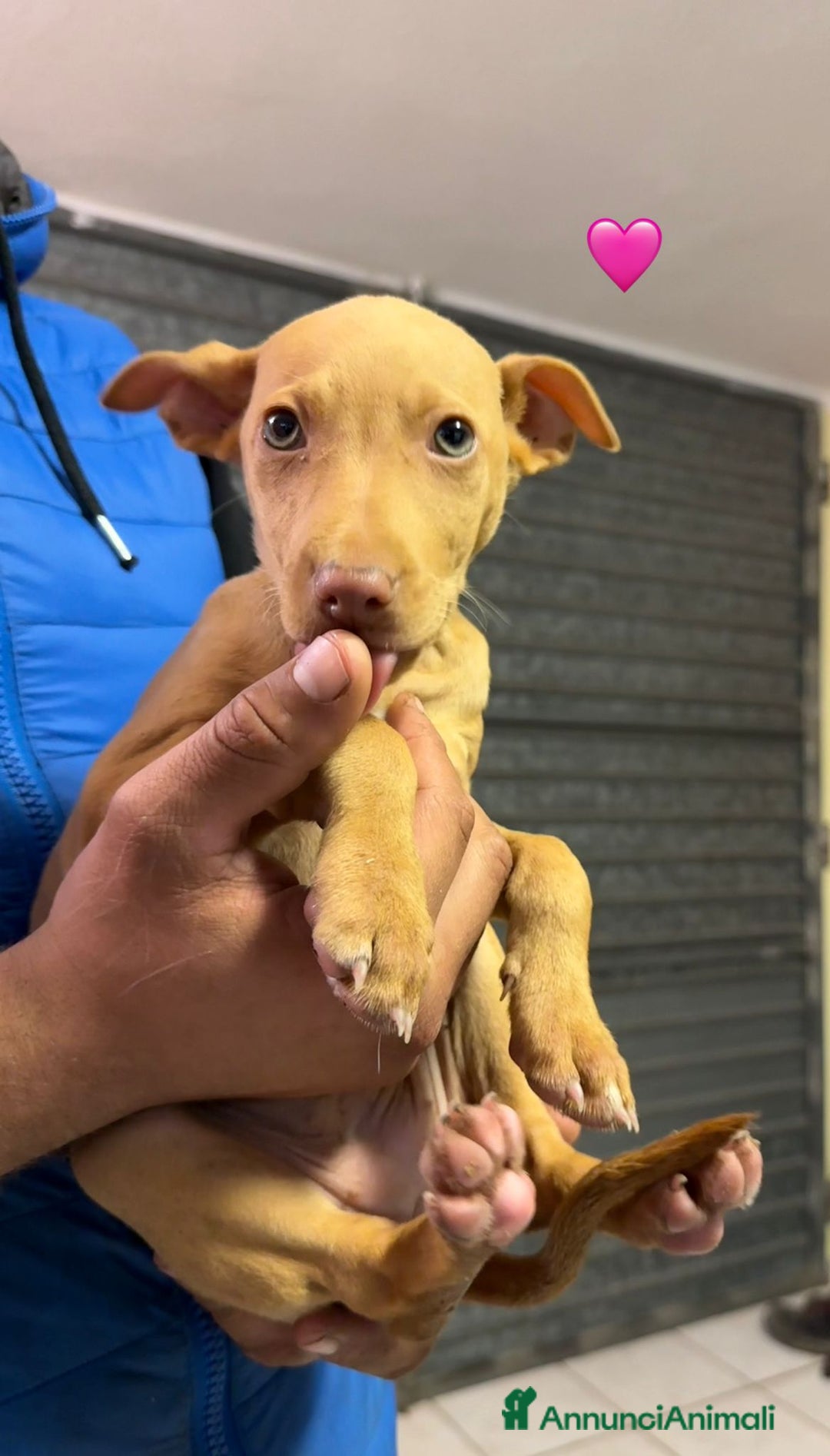 Cirneco dell'Etna cani in vendita: Cirneco dell' etna  - Annuncio 4