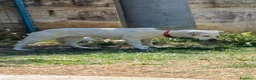 Meticcio cani in regalo: Lulù cagnolina meravigliosa - Annuncio 5