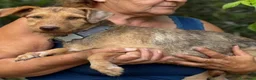 Meticcio cani in regalo: Lilibeth cagnolina taglia piccola in adozione - Annuncio 3