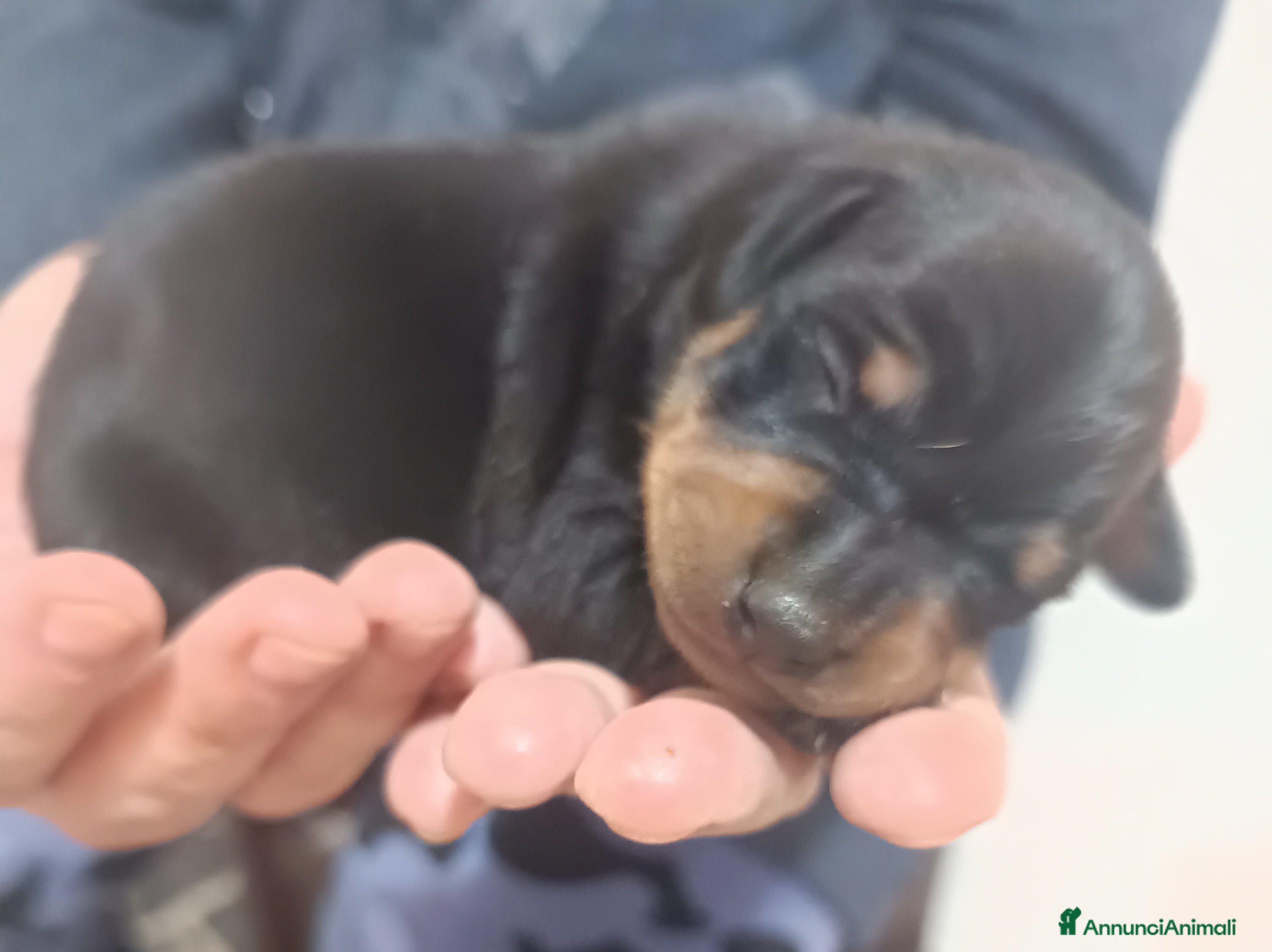 Pinscher Miniatura cani Pinscher nano cuccioli genitori pedigree ENCI  - Annuncio 1