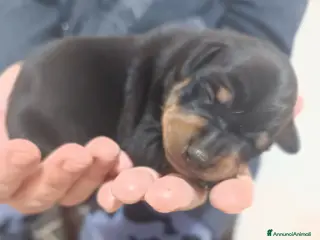 Pinscher Miniatura cani in vendita: Pinscher nano cuccioli genitori pedigree ENCI - Annuncio 1