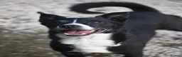 Meticcio cani in regalo: NONNO OREO HA BISOGNO DI UNA CASA E TANTO AMORE - Annuncio 1