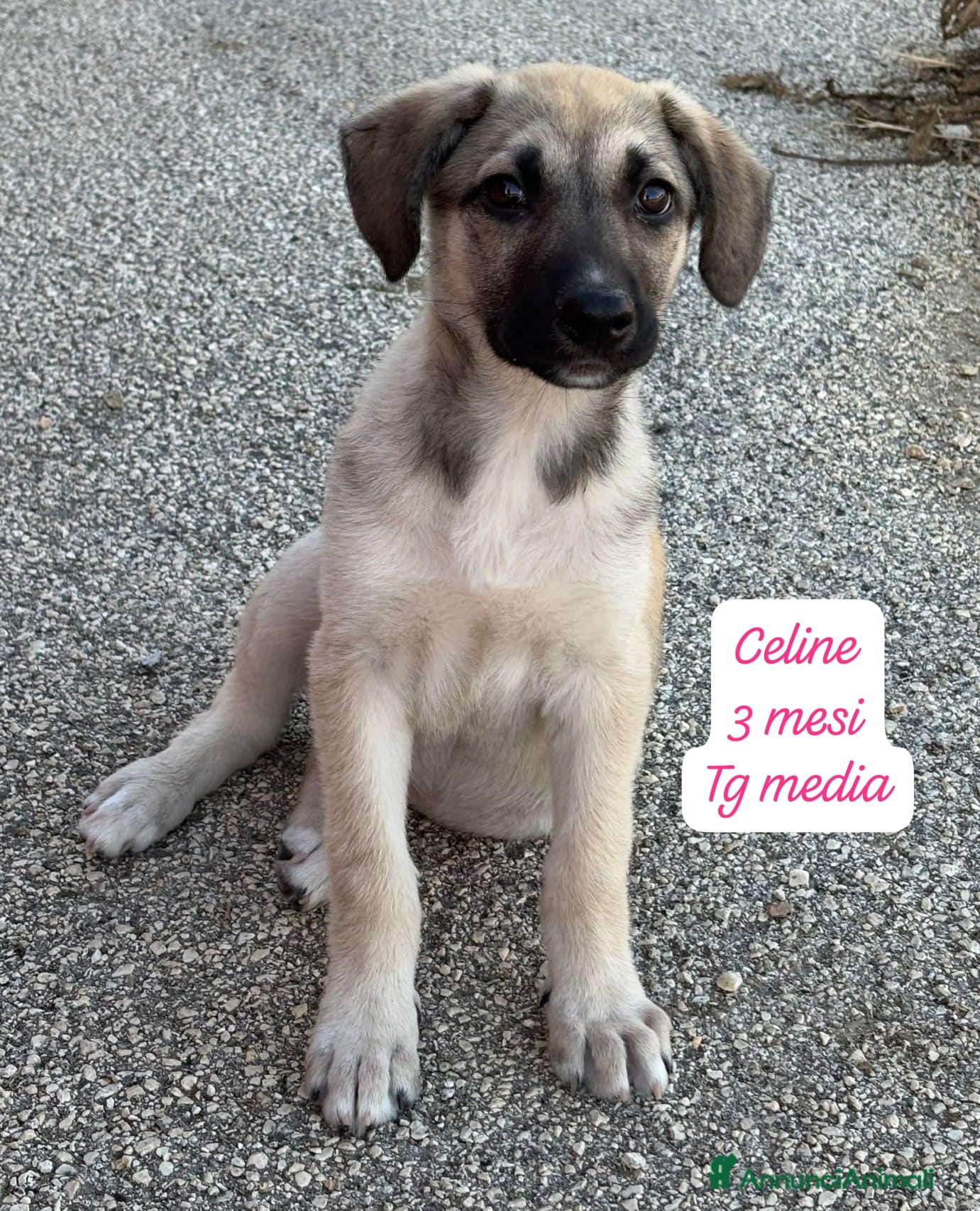 Meticcio cani in regalo: Meticci dimenticati da tutti  a Provincia di Pavia - Annuncio 5