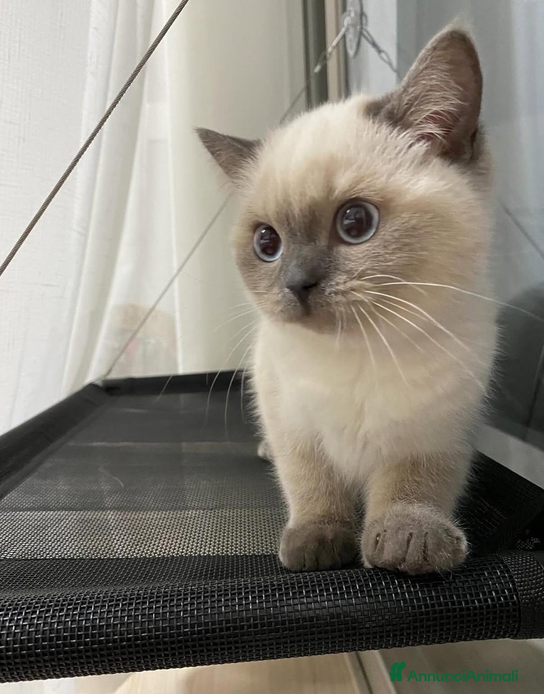 British gatti in vendita: Cuccioli di british  - Annuncio 4