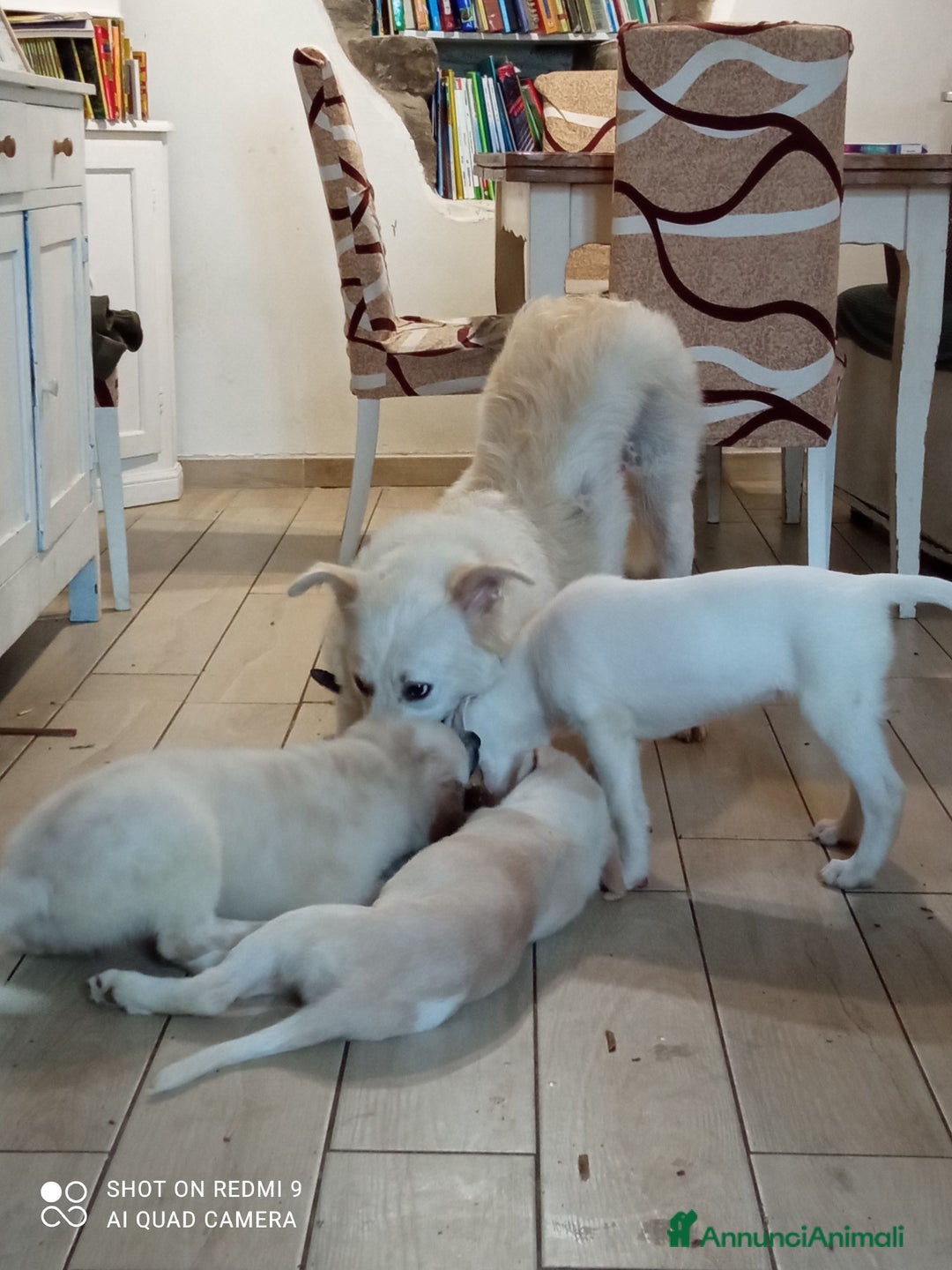 Altre razze cani in regalo: REGALO BELLISSIMI CUCCIOLE  - Annuncio 7