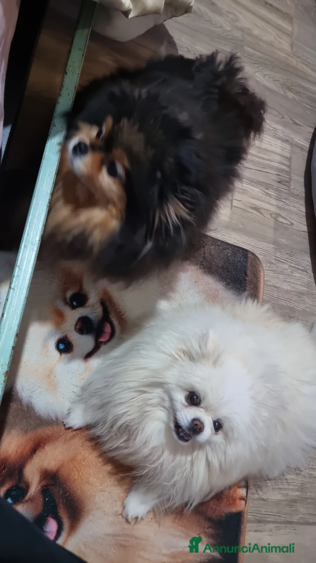 Volpino Pomerania cani in vendita: Spitz Tedesco Nano  - Annuncio 1
