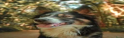 Border Collie cani in regalo: Mila, splendida Border Collie - Annuncio 9