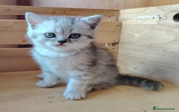 Scottish gatti in vendita: SCOTTISH FOLD E STRAIGHT CON PEDIGREE APERTO a Provincia di Bergamo - Immagine 11