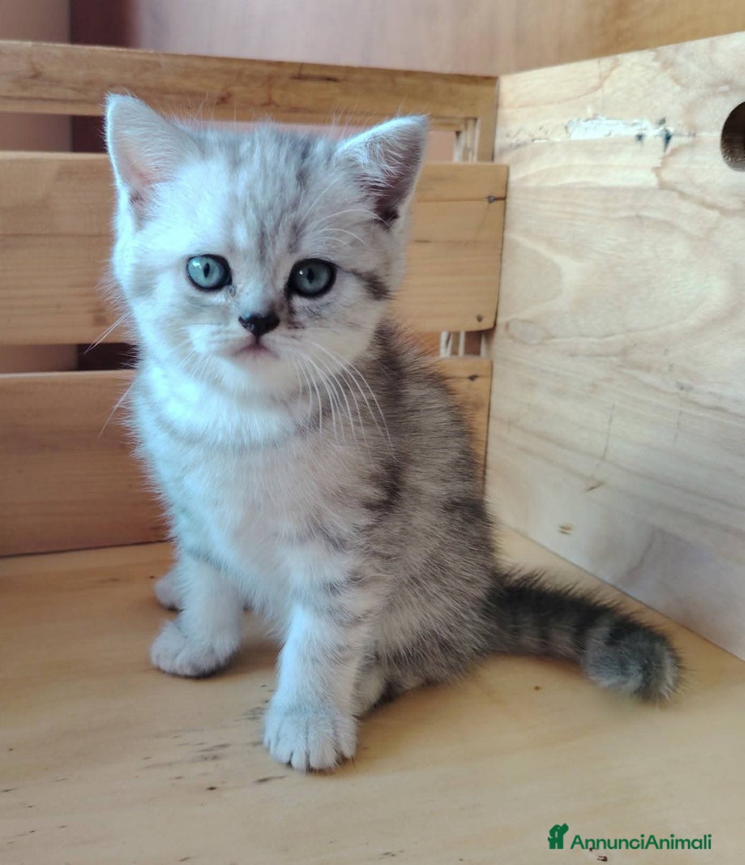 Scottish gatti in vendita: SCOTTISH FOLD E STRAIGHT CON PEDIGREE APERTO a Provincia di Bergamo - Immagine 11