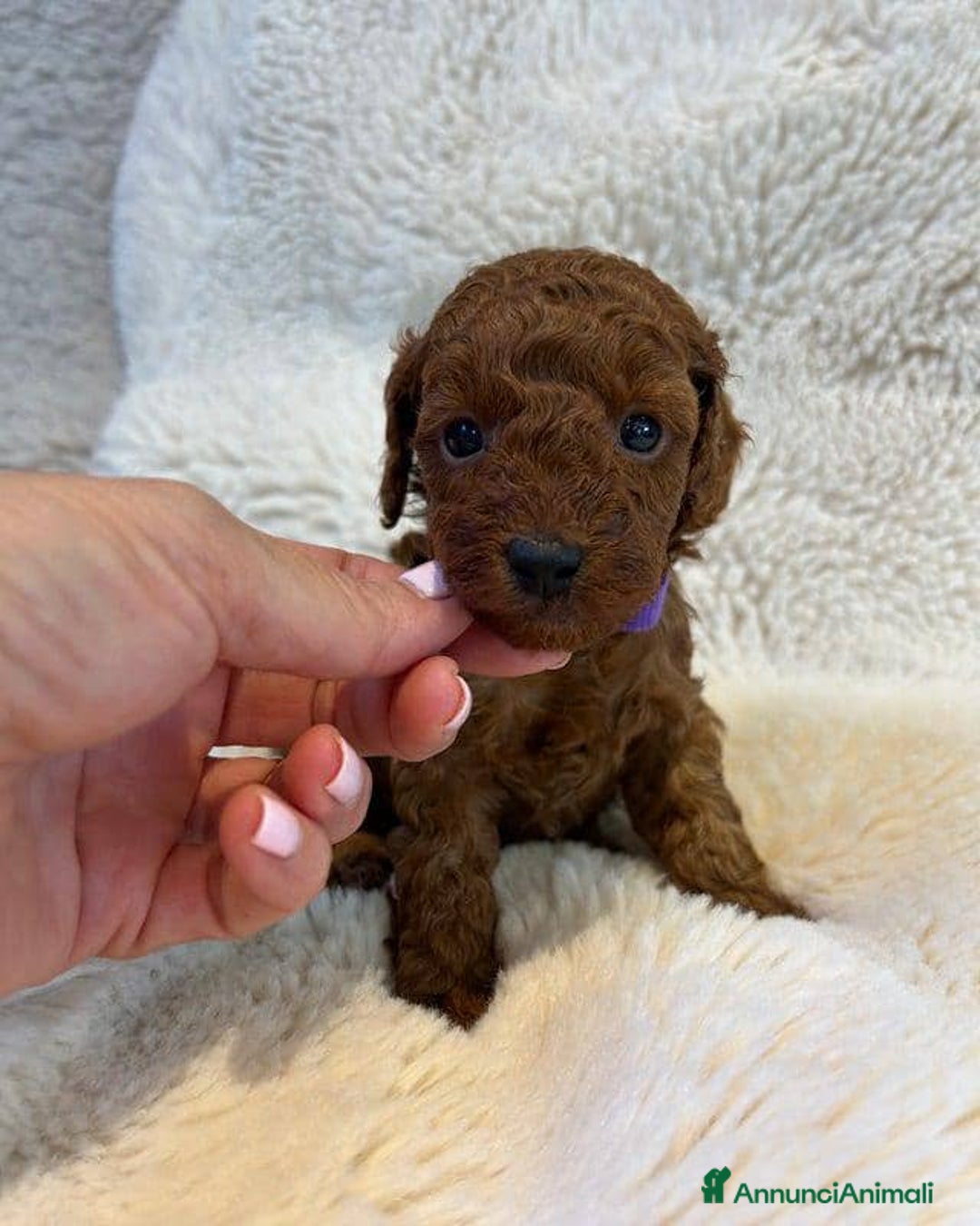 Barboncino Toy cani in vendita: Cuccioli di barboncino toy rossi - Annuncio 2