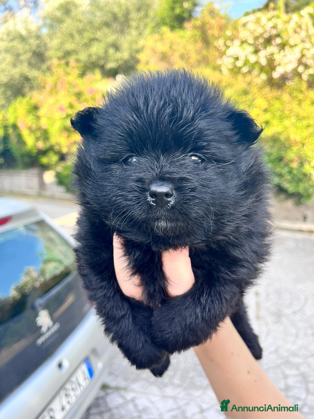 Spitz cani in vendita: Spitz Pomerania  a Provincia di Viterbo - Immagine 2