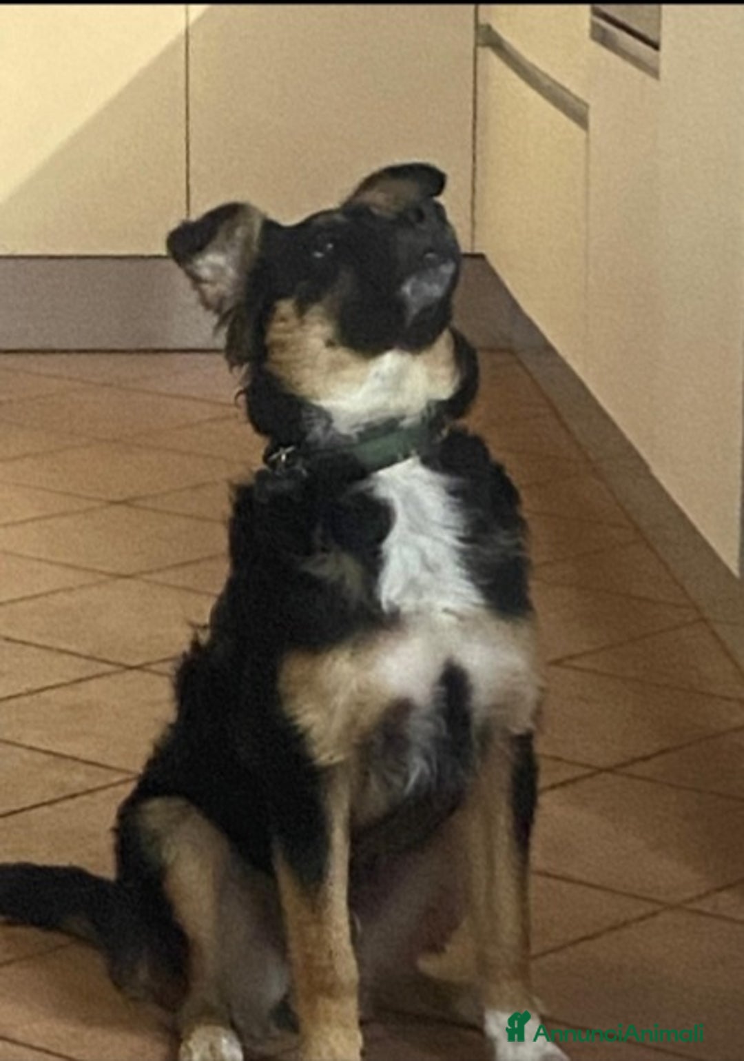 Meticcio cani in regalo: Pastorino 18mesi L HANNO ISOLATO DA CASA! MANTOVA a Città metropolitana di Milano - Annuncio 3