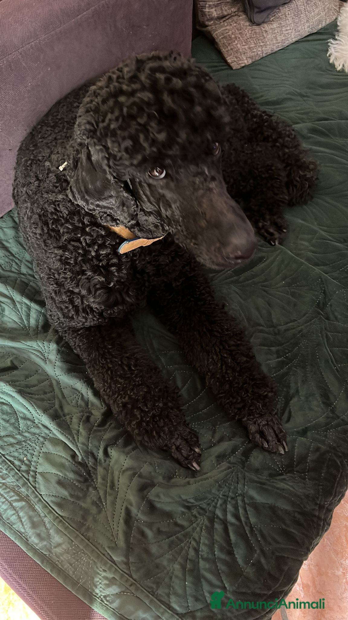 Barbone cani Barbone grande mole - Annuncio 1