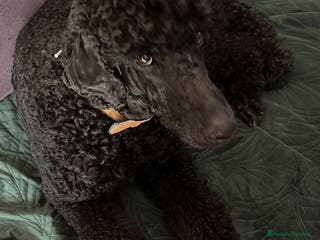 Barbone cani Barbone grande mole - Annuncio 3