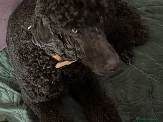 Barbone cani Barbone grande mole - Annuncio 15