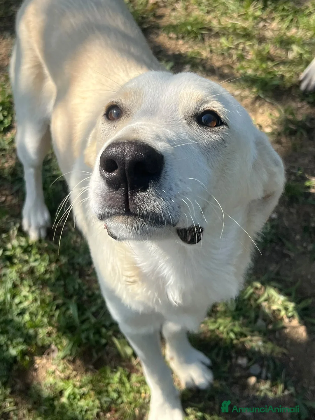 Meticcio cani in regalo: Pluto a Provincia di Savona - Annuncio 2