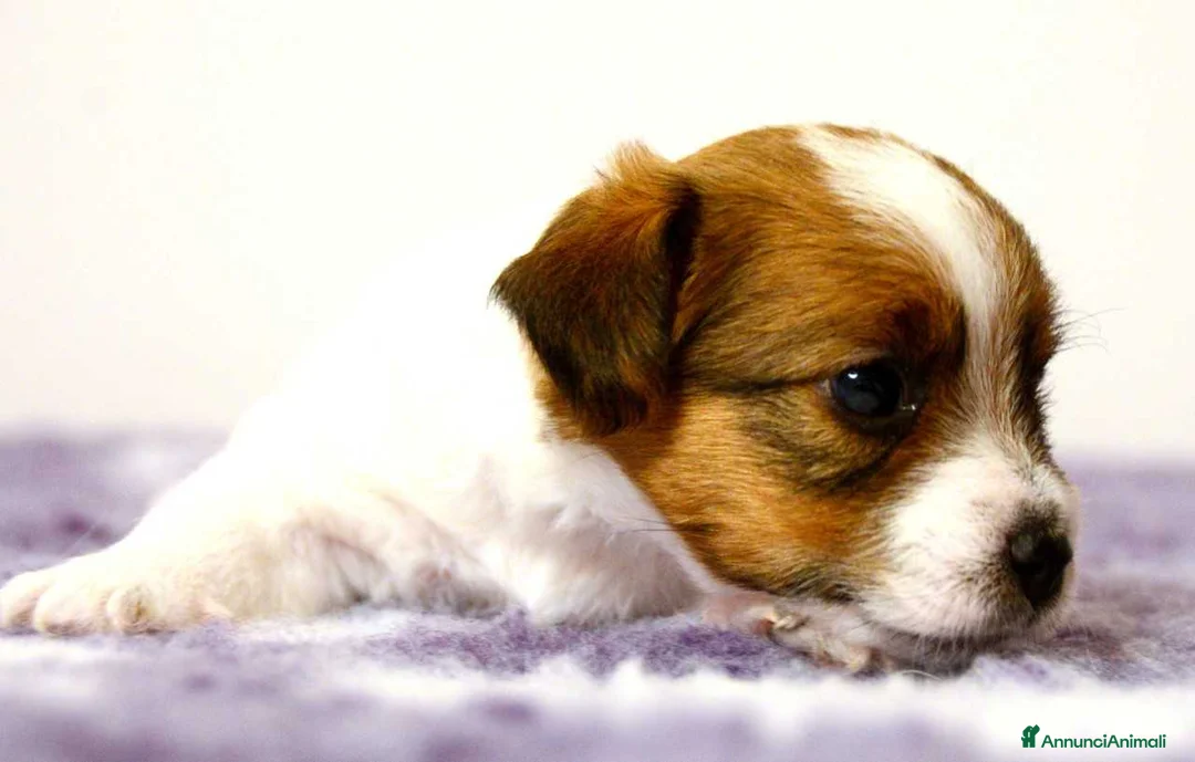 Immagine della galleria {{count}}