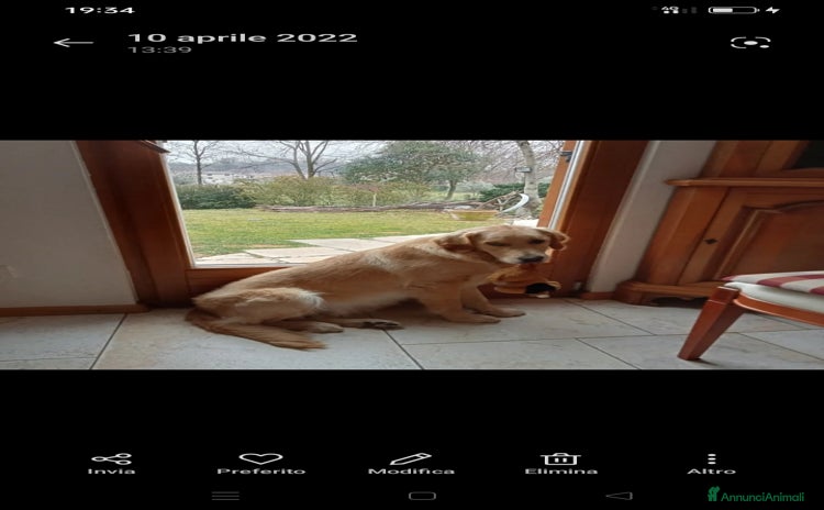 Golden Retriever cani a Provincia di Vicenza - Annuncio 1