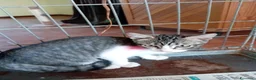 Europeo gatti in regalo: gatti cuccioli 2 mesi cercano casa❤️ - Annuncio 8