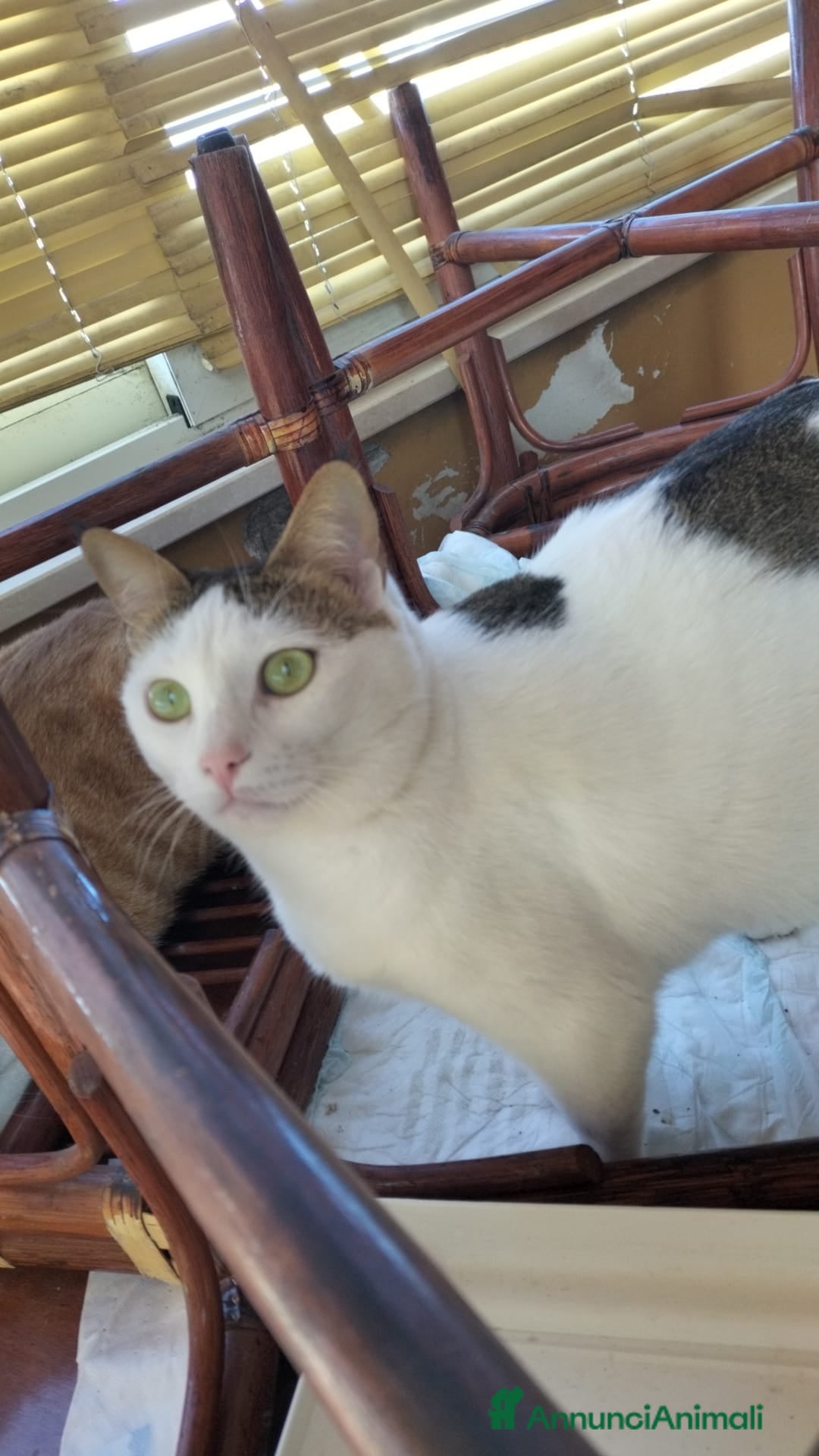 Meticcio gatti in regalo: Gerfild e Greta  - Annuncio 9