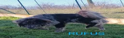 Meticcio cani in regalo: EVA e RUFUS 2anime in un nocciolo - Annuncio 3