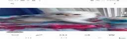 Persiano gatti in vendita: Gatti persiani - Annuncio 10